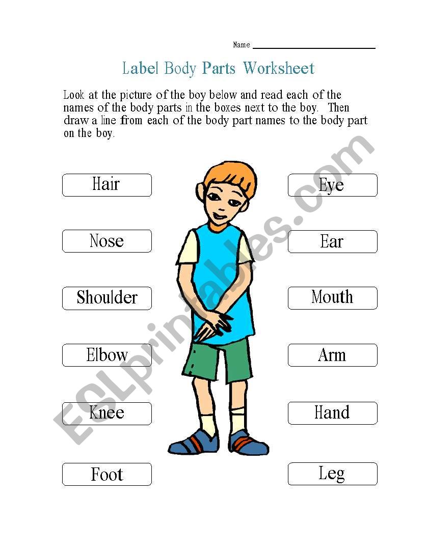 44+ Body Parts Related Worksheet Gif | methodsofbusinesssuccess