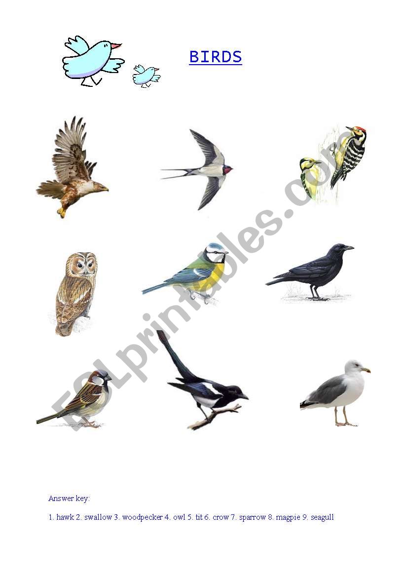 Birds - picture vocabulary worksheet