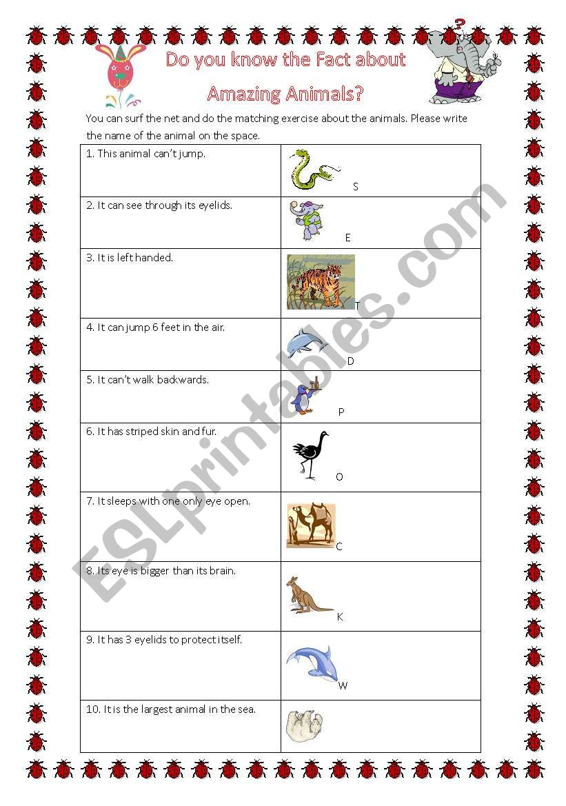 Amazing animals worksheet