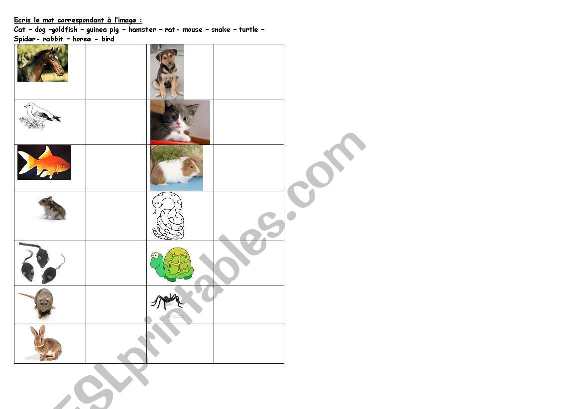 animals worksheet