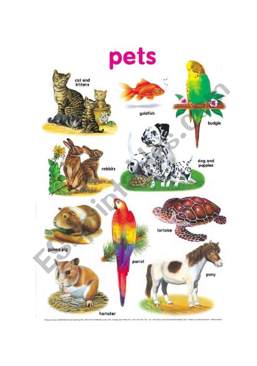 Pets worksheet