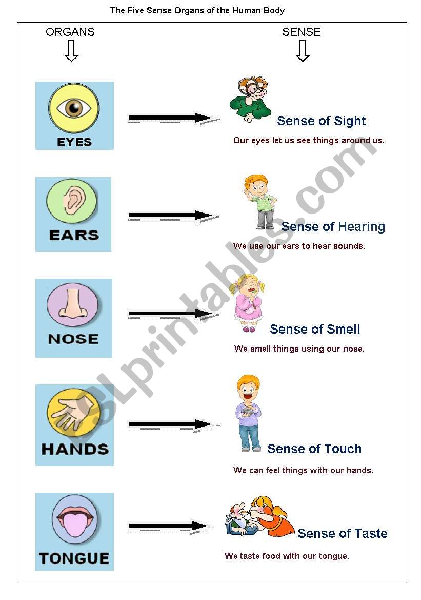 The Five Sense Organs of the Human Body