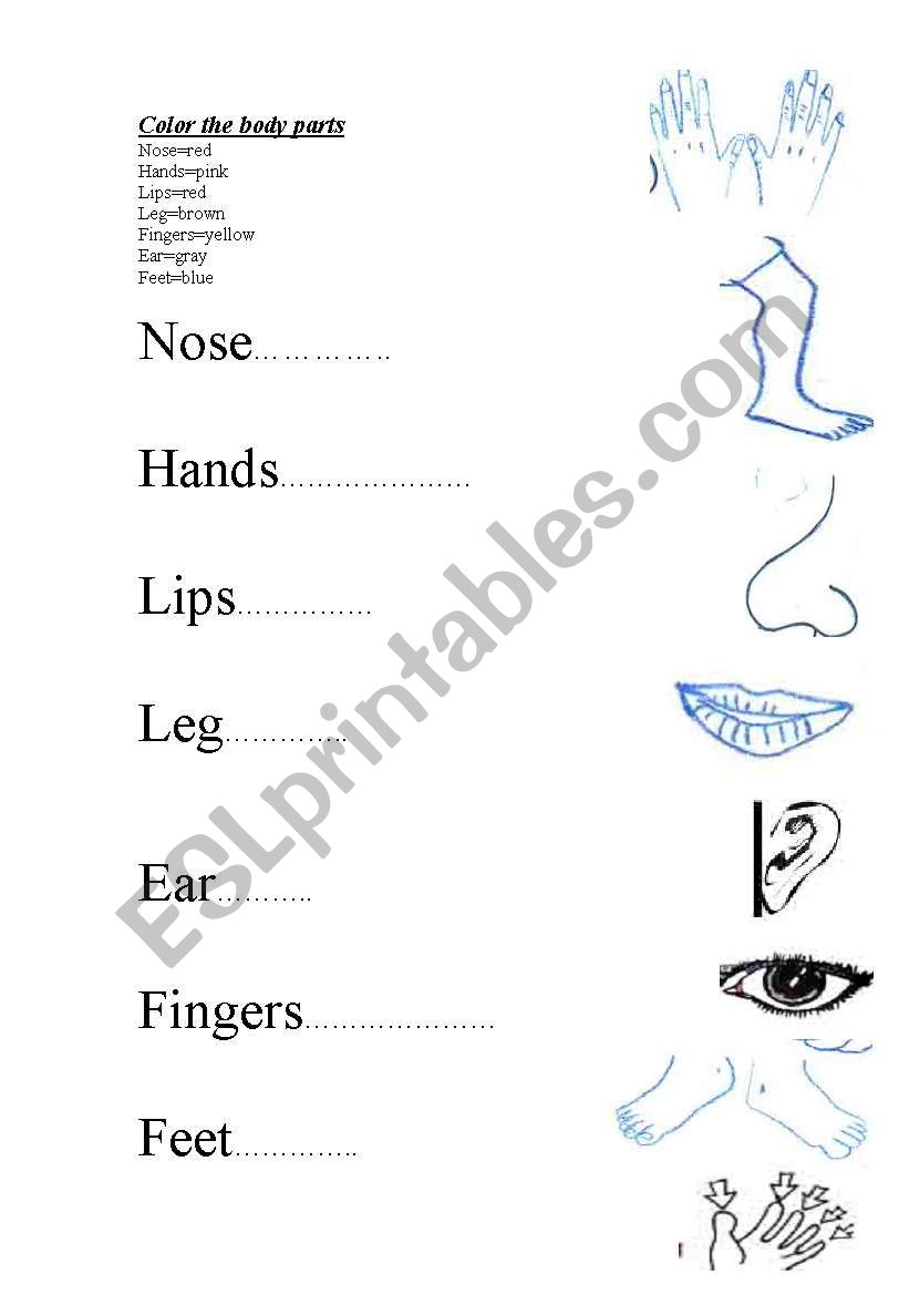 body worksheet