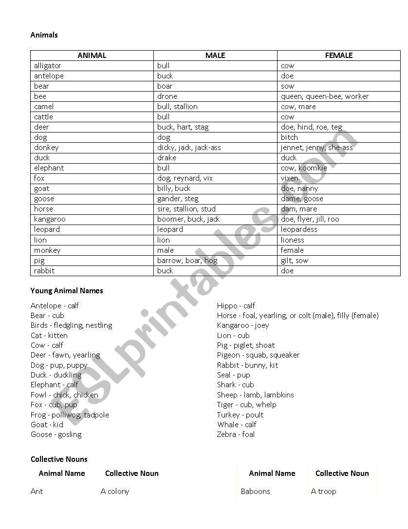 English worksheets: Animal Names - gender differences