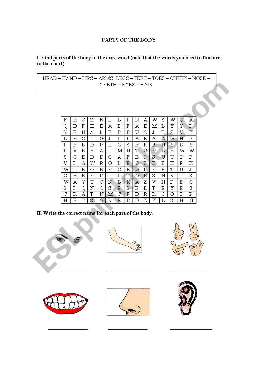 parts of the body worksheet