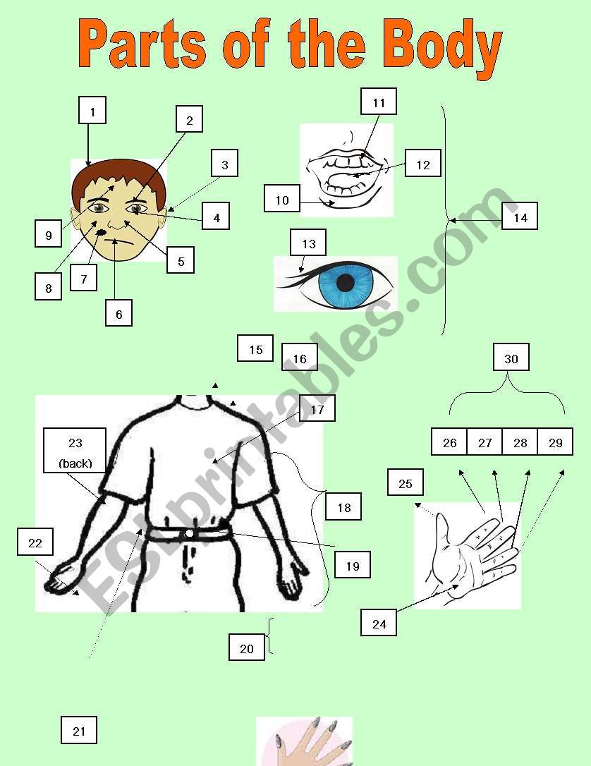 Parts of the Body worksheet