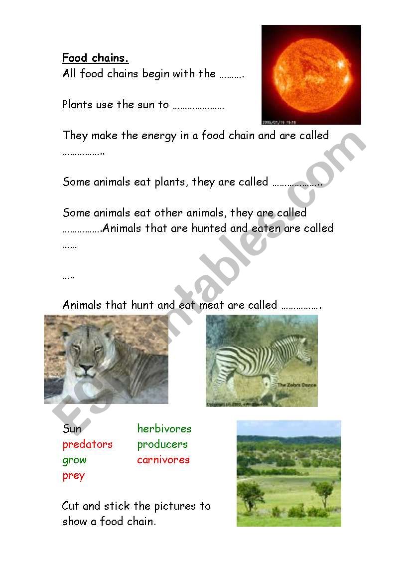 Food Chains worksheet