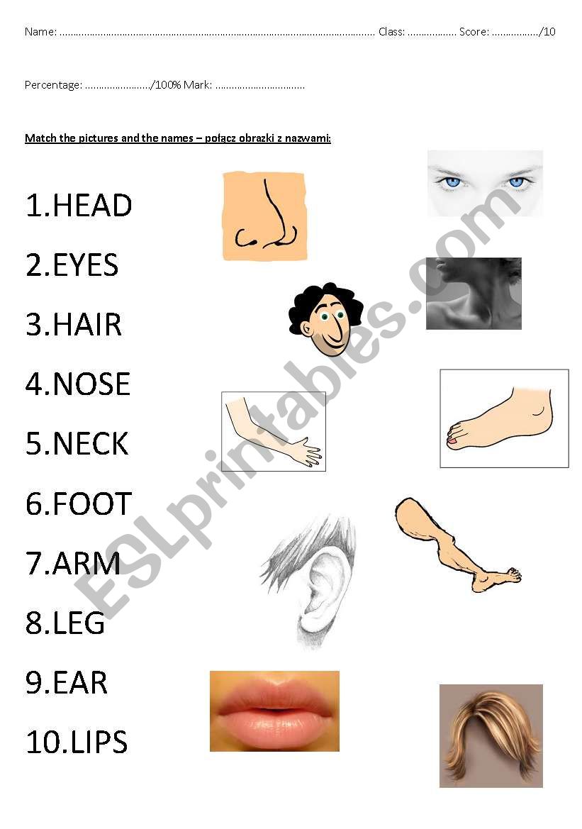 Body parts worksheet