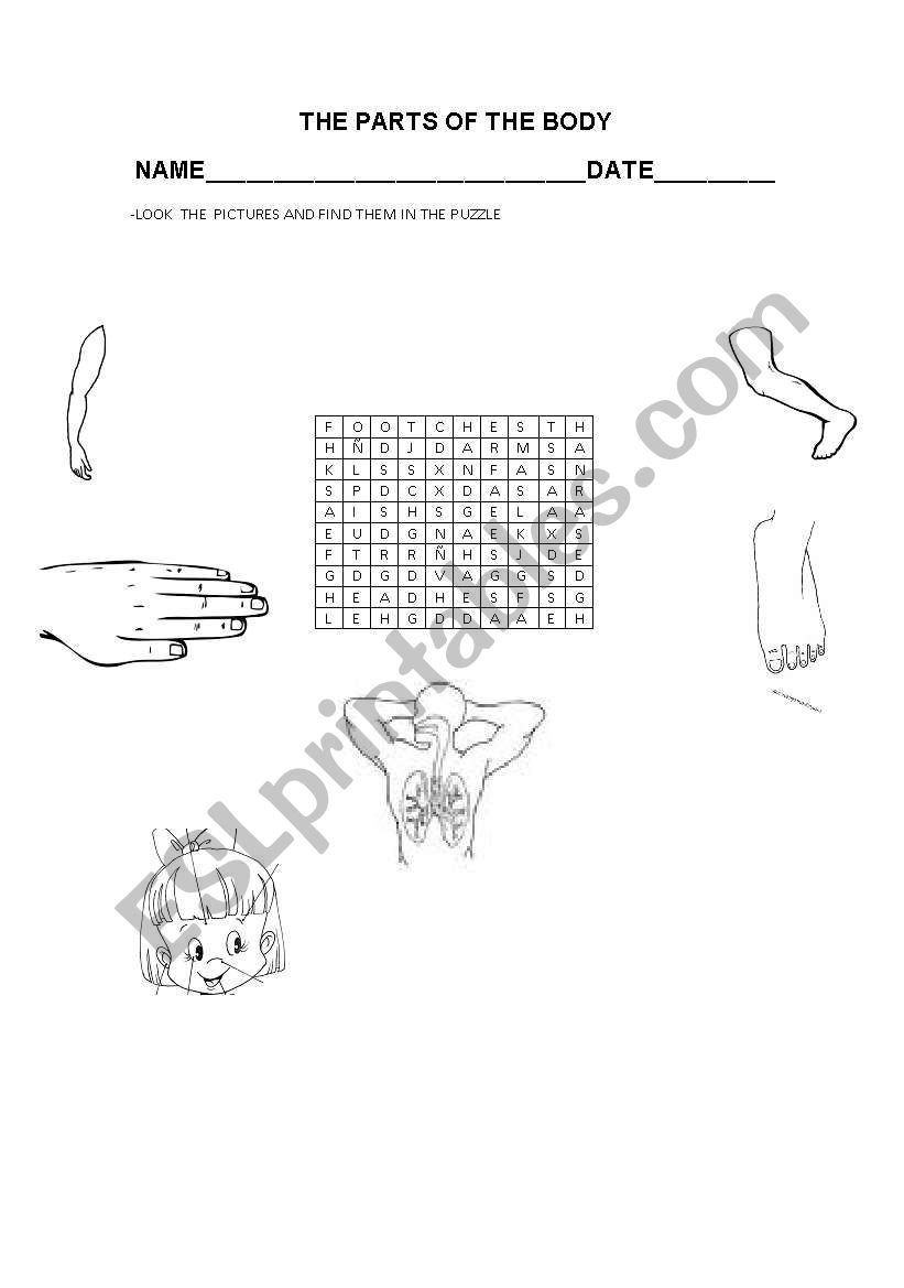 THE PARTS OF THE BODY worksheet