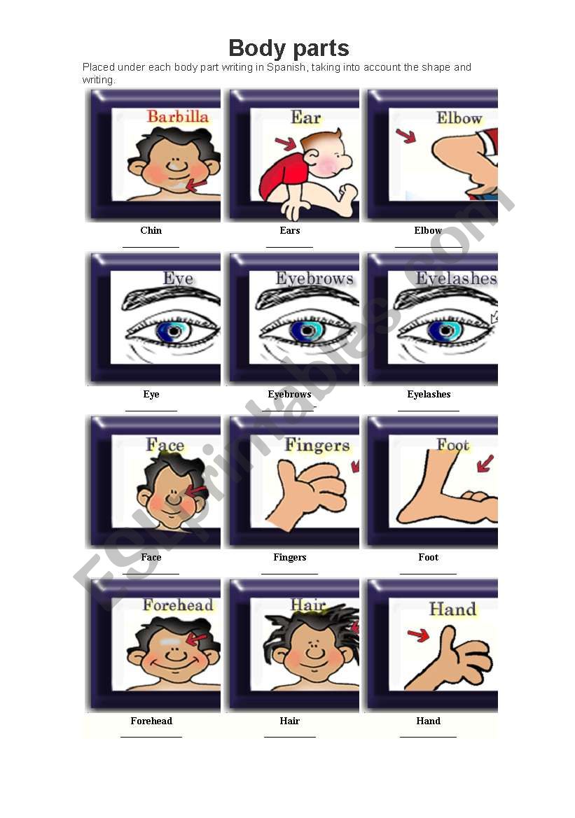 body parts worksheet