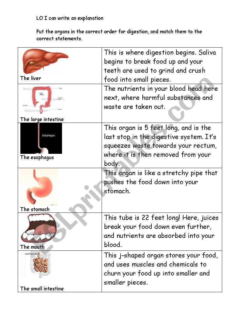 Digestion explanation worksheet