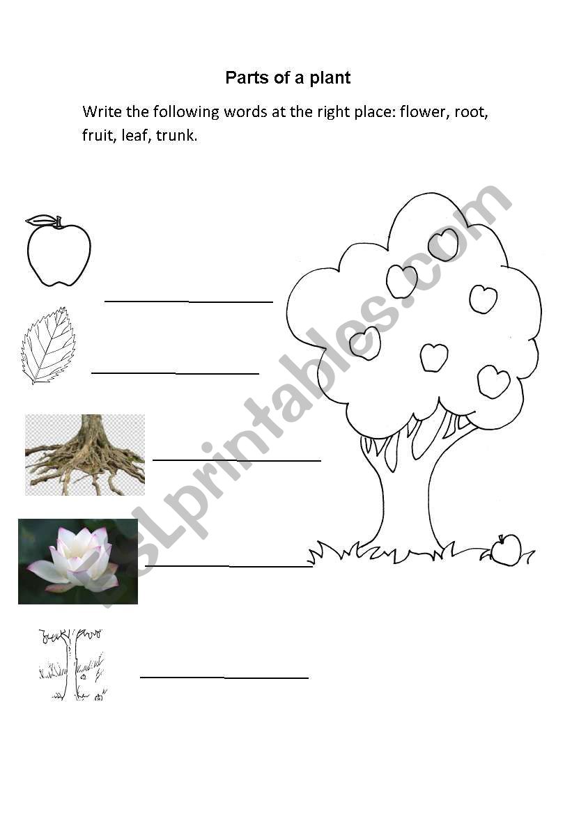 plant parts worksheet