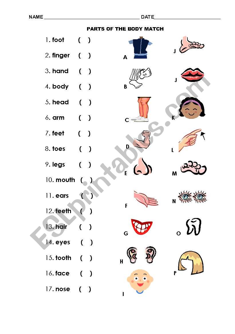 Parts of the body worksheet