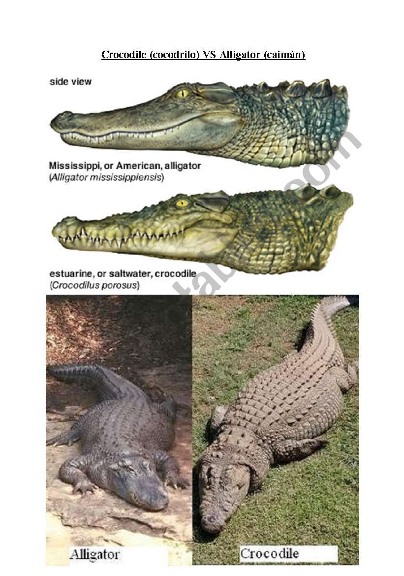 English worksheets: Alligator VS Crocodile