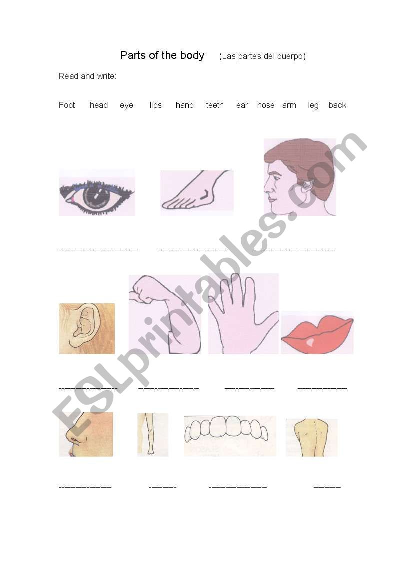 parts of the boy worksheet