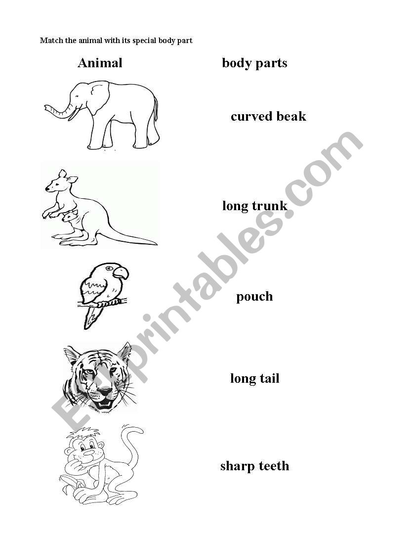 Animal body worksheet