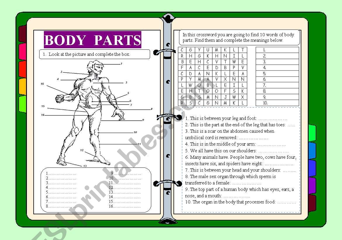 Body parts worksheet