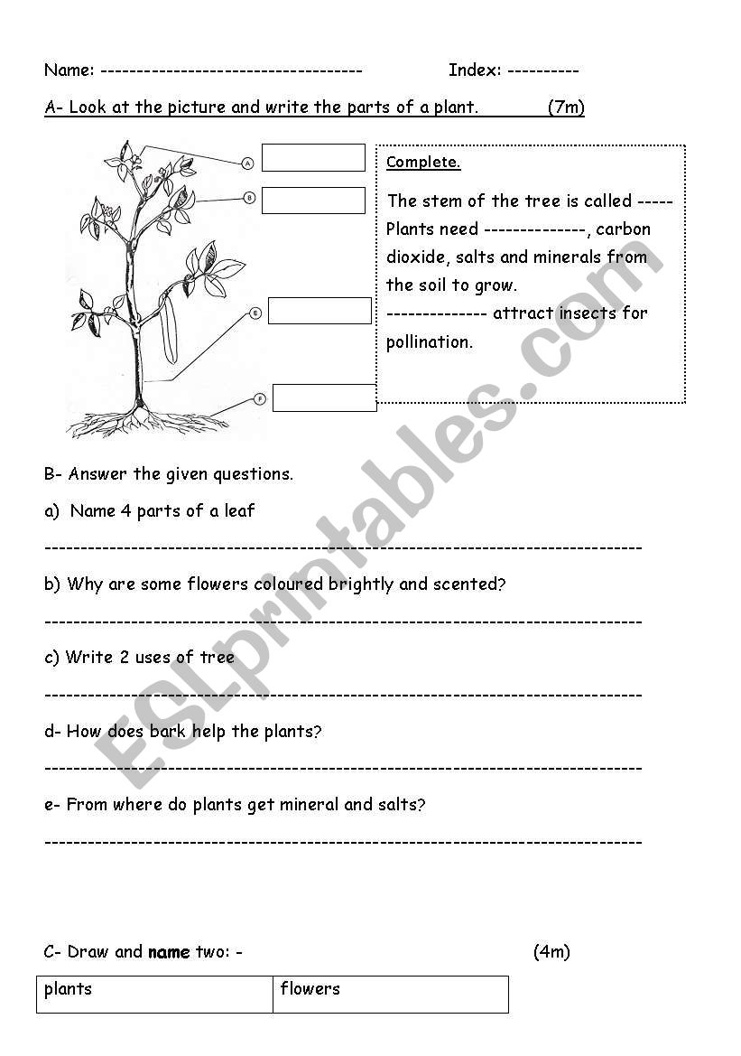 Plants worksheet