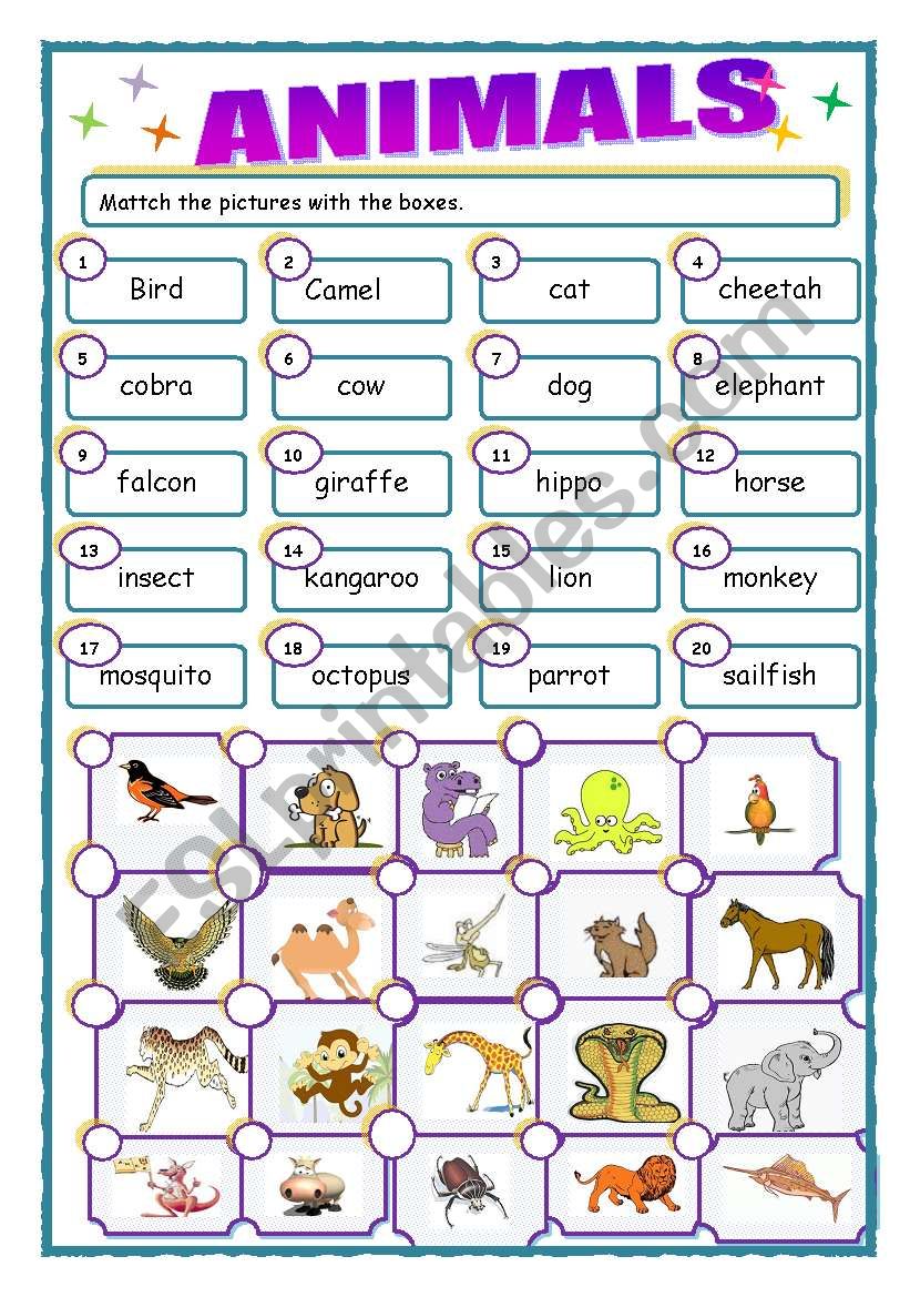 animals worksheet