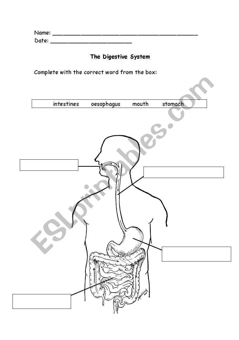 The Digestive System worksheet