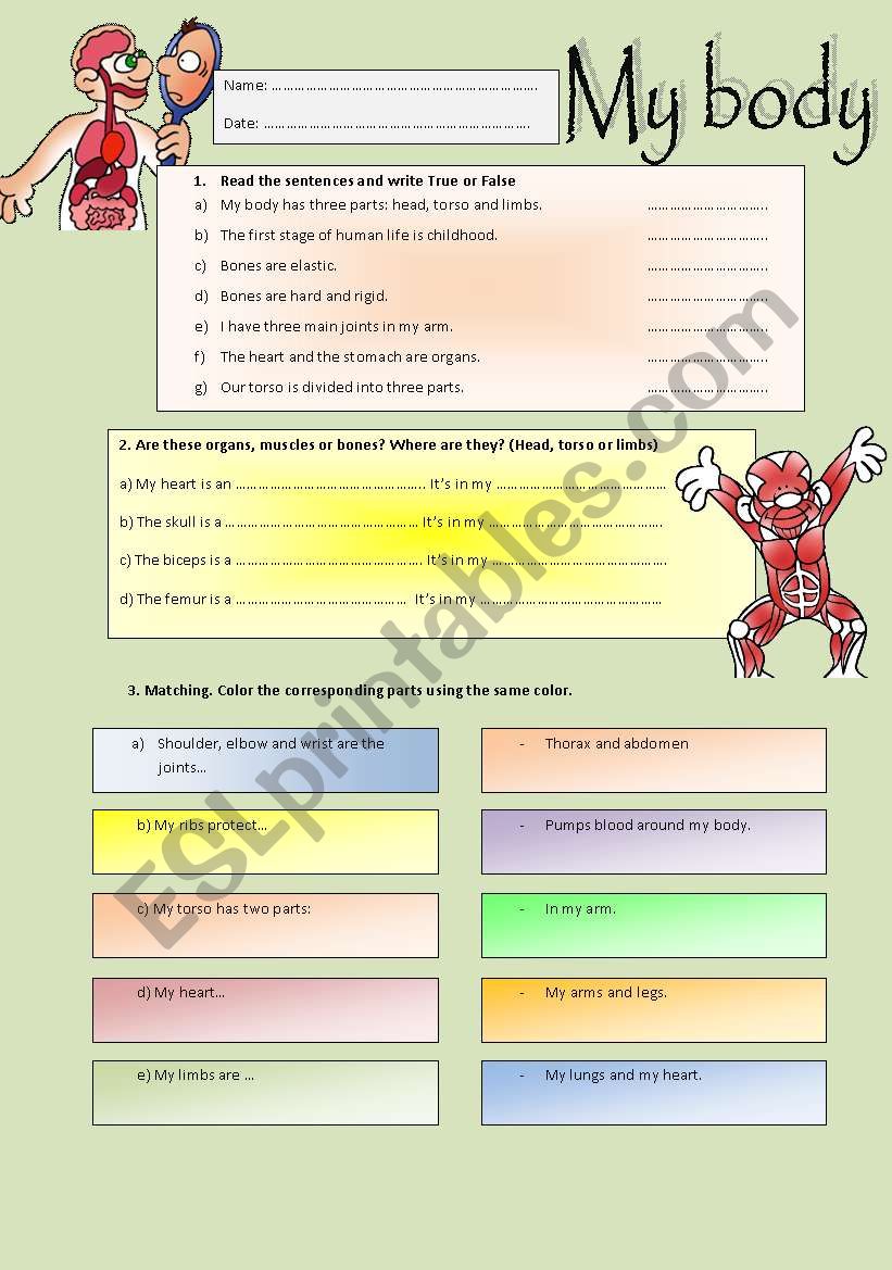 My Body worksheet