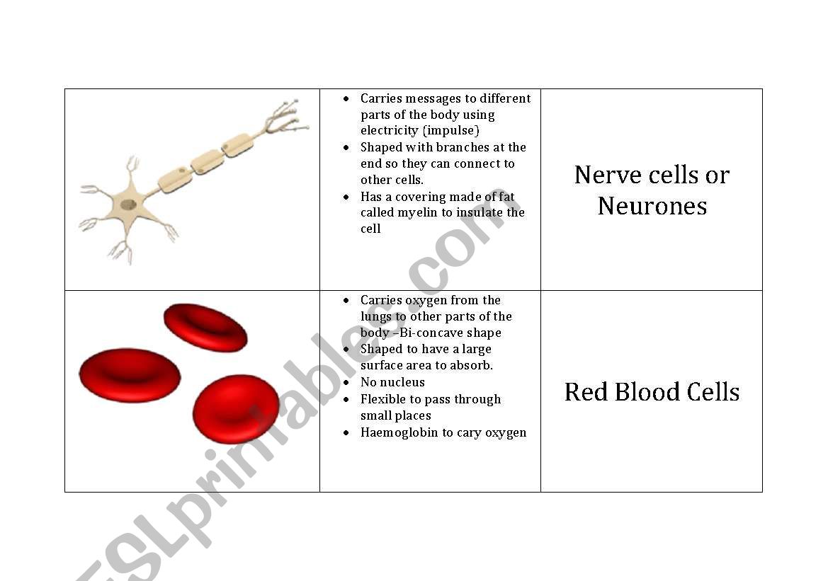 Specialised Cells  worksheet