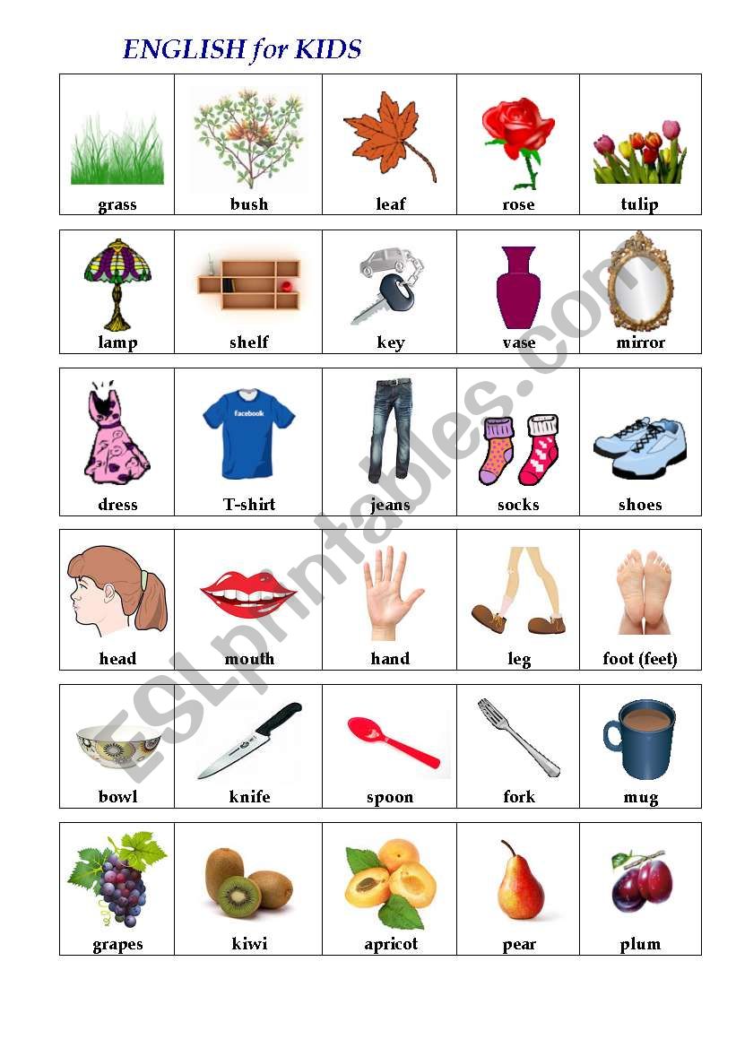 ENGLISH in PICTURES (1st words)