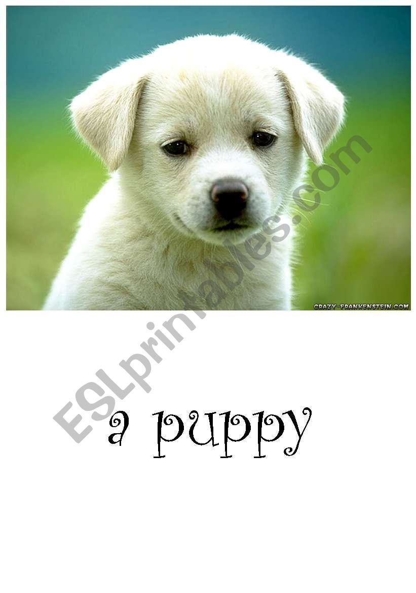 a puppy worksheet