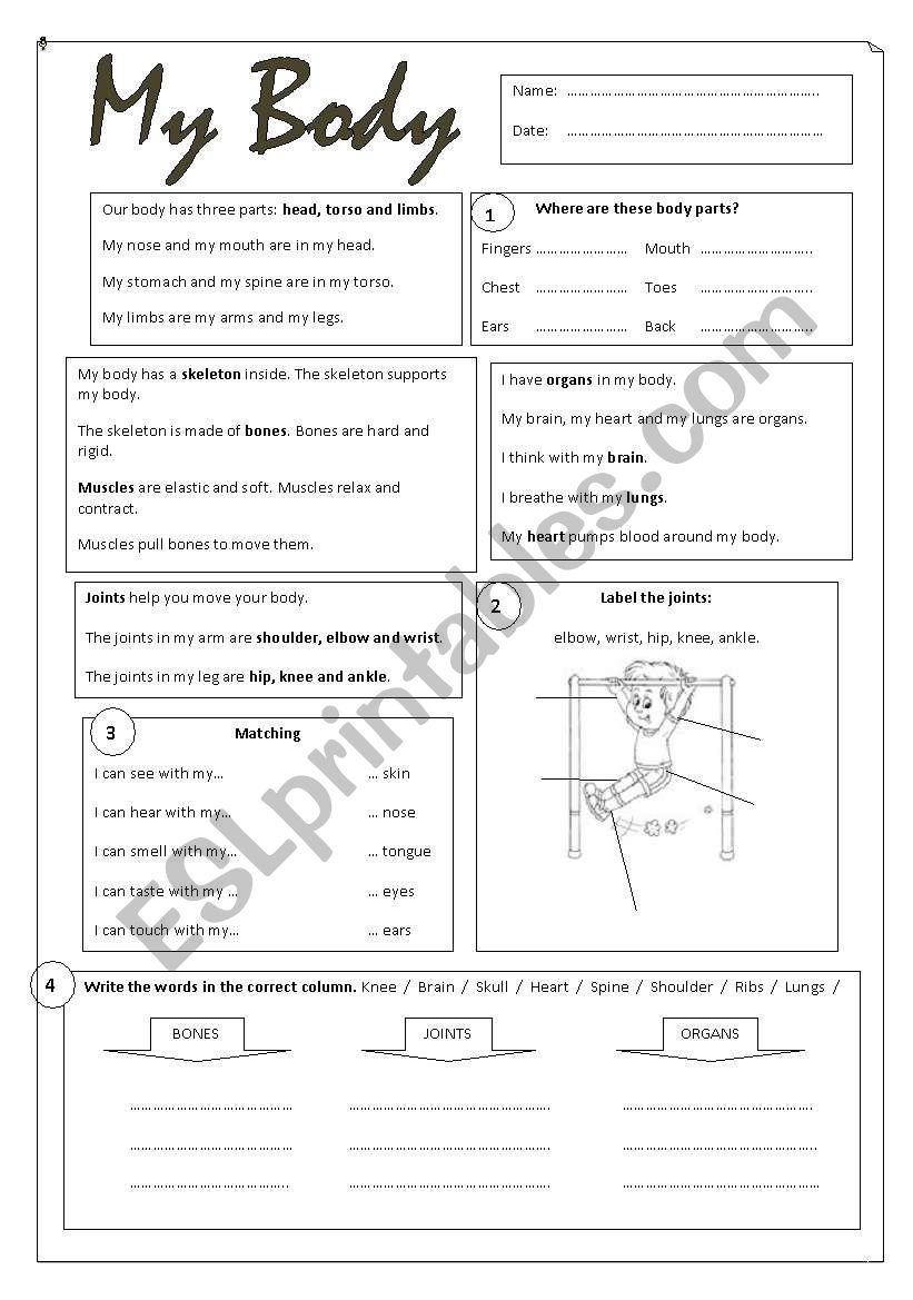 My body  worksheet