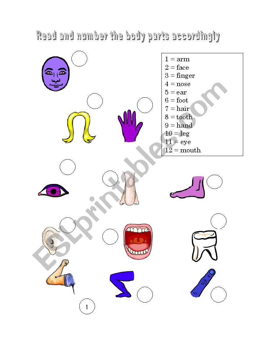 body parts worksheet