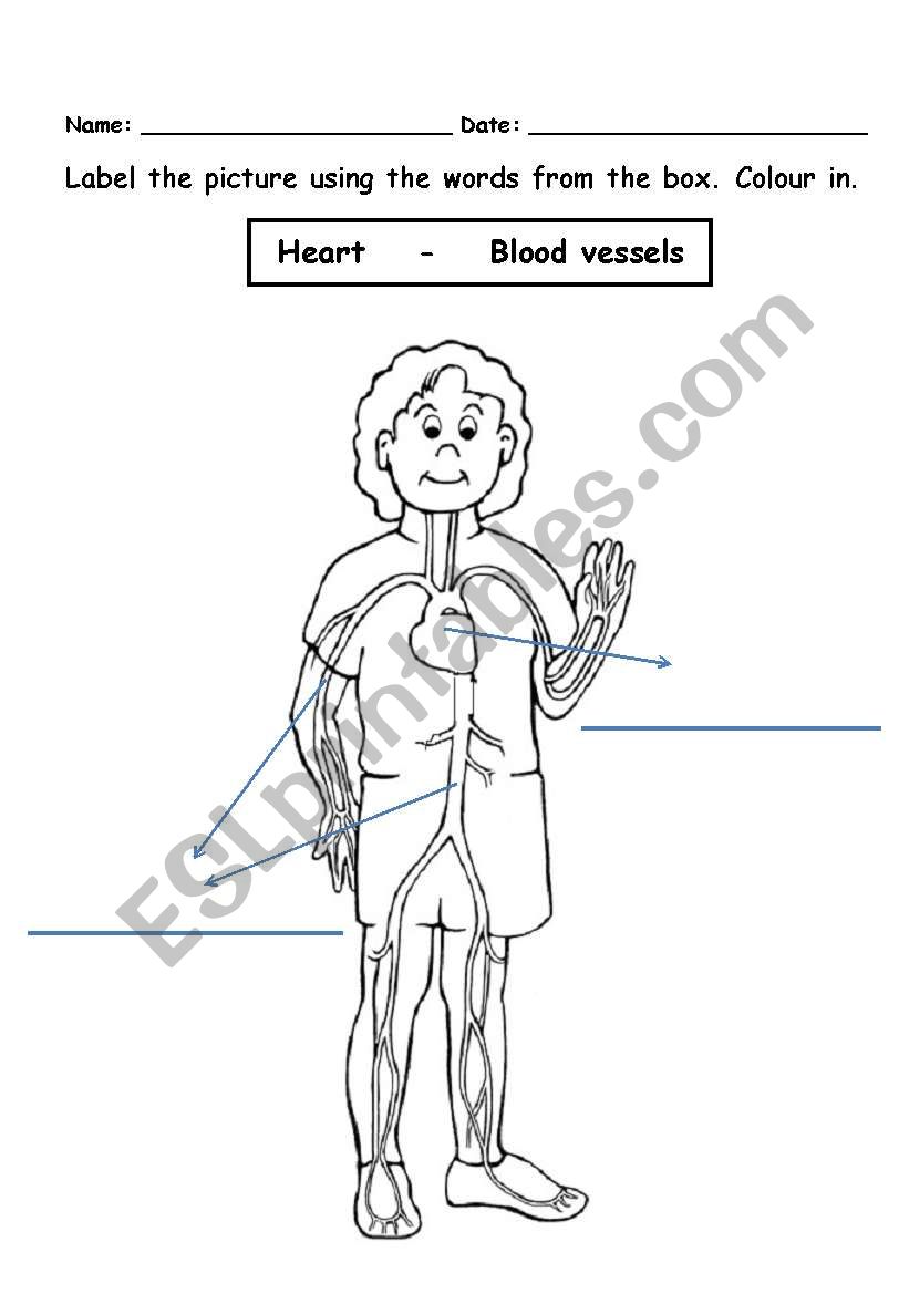 Circulatory system worksheet