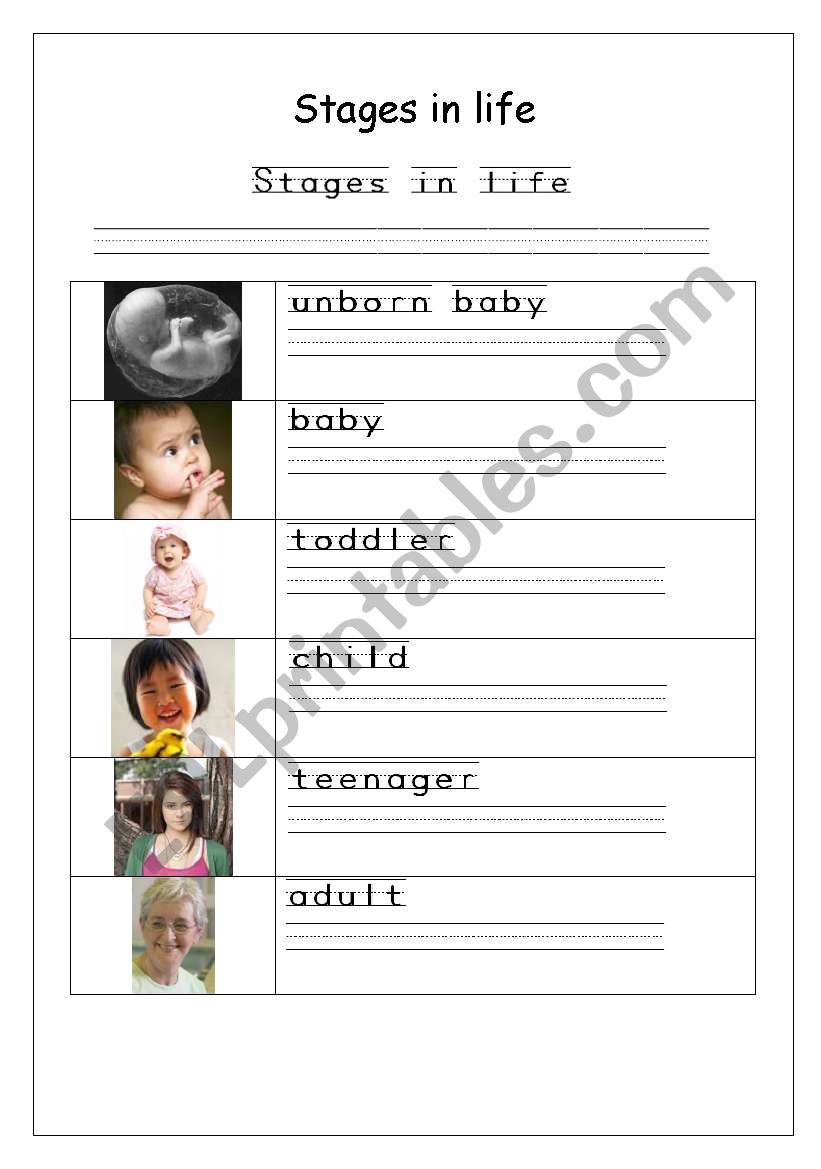 Stages in life worksheet