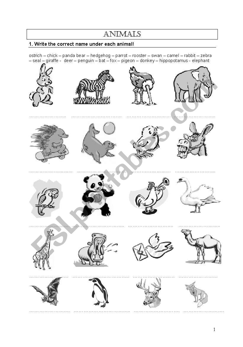 Animals worksheet