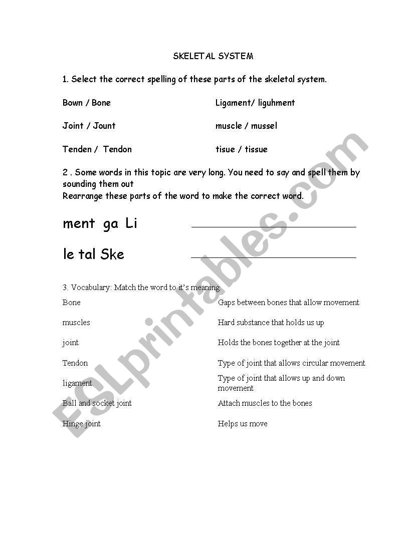 Skeletal System worksheet