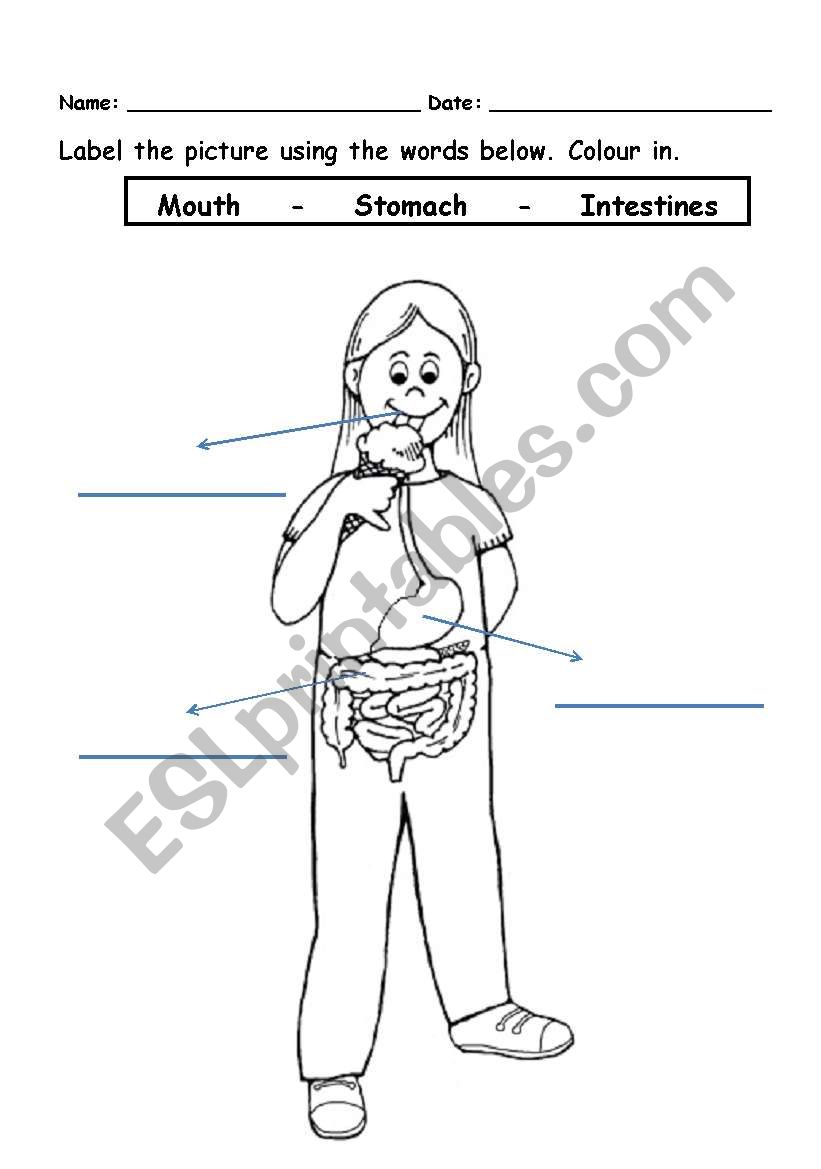 The digestive system worksheet