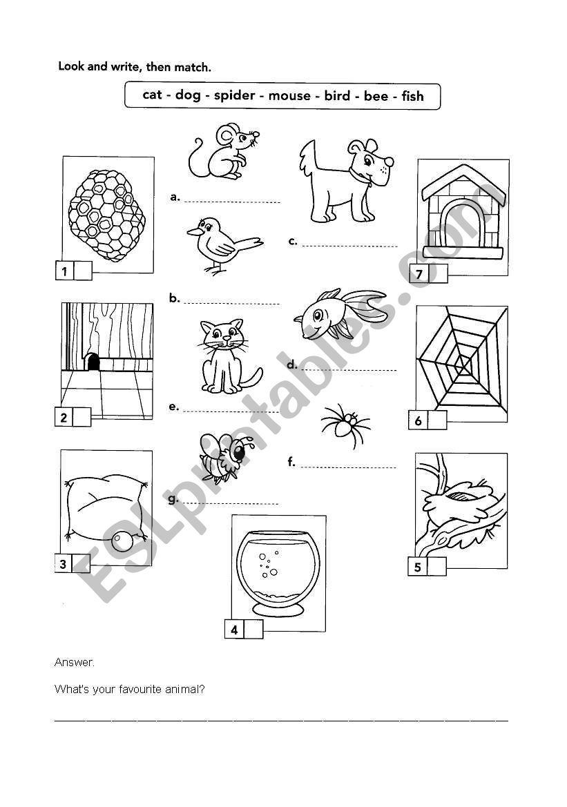 Animals worksheet