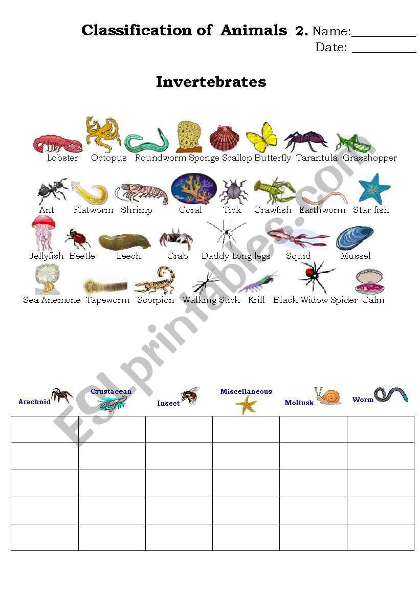 Animal Classification Chart Worksheet