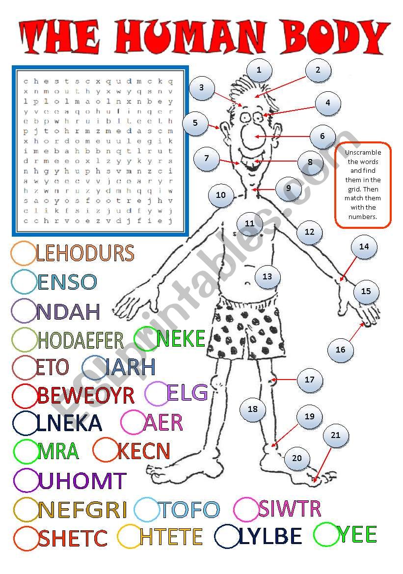 BODY PARTS - a wordsearch + unscrambling words + matching + key