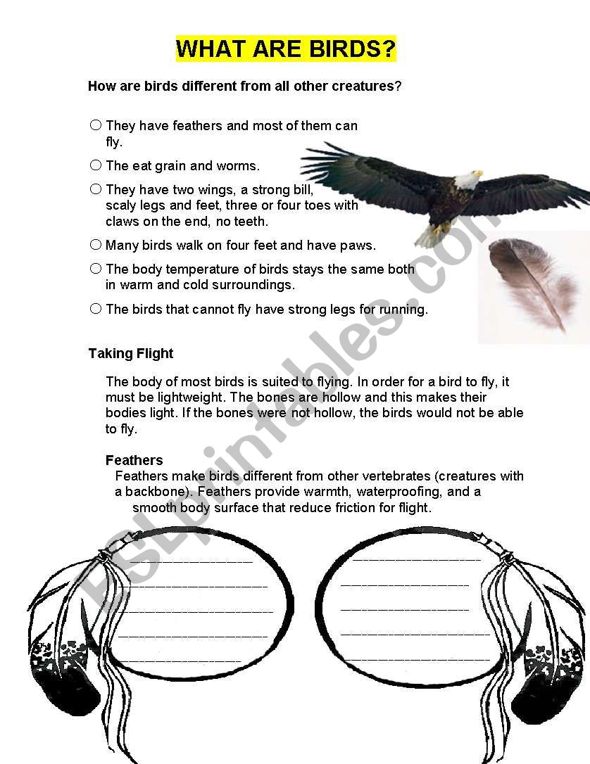 What Are Birds worksheet