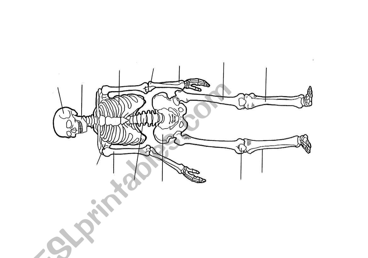 Bones & Muscles worksheet