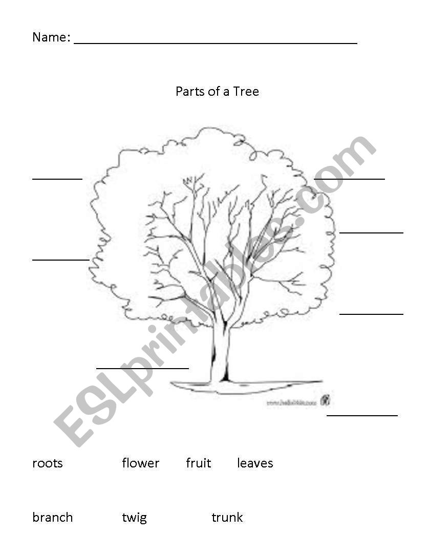 Parts of a Tree worksheet