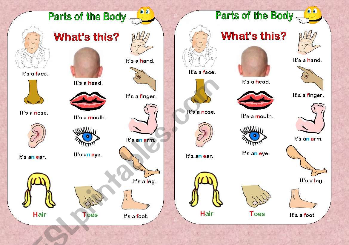 Parts of the body Poster / sticker