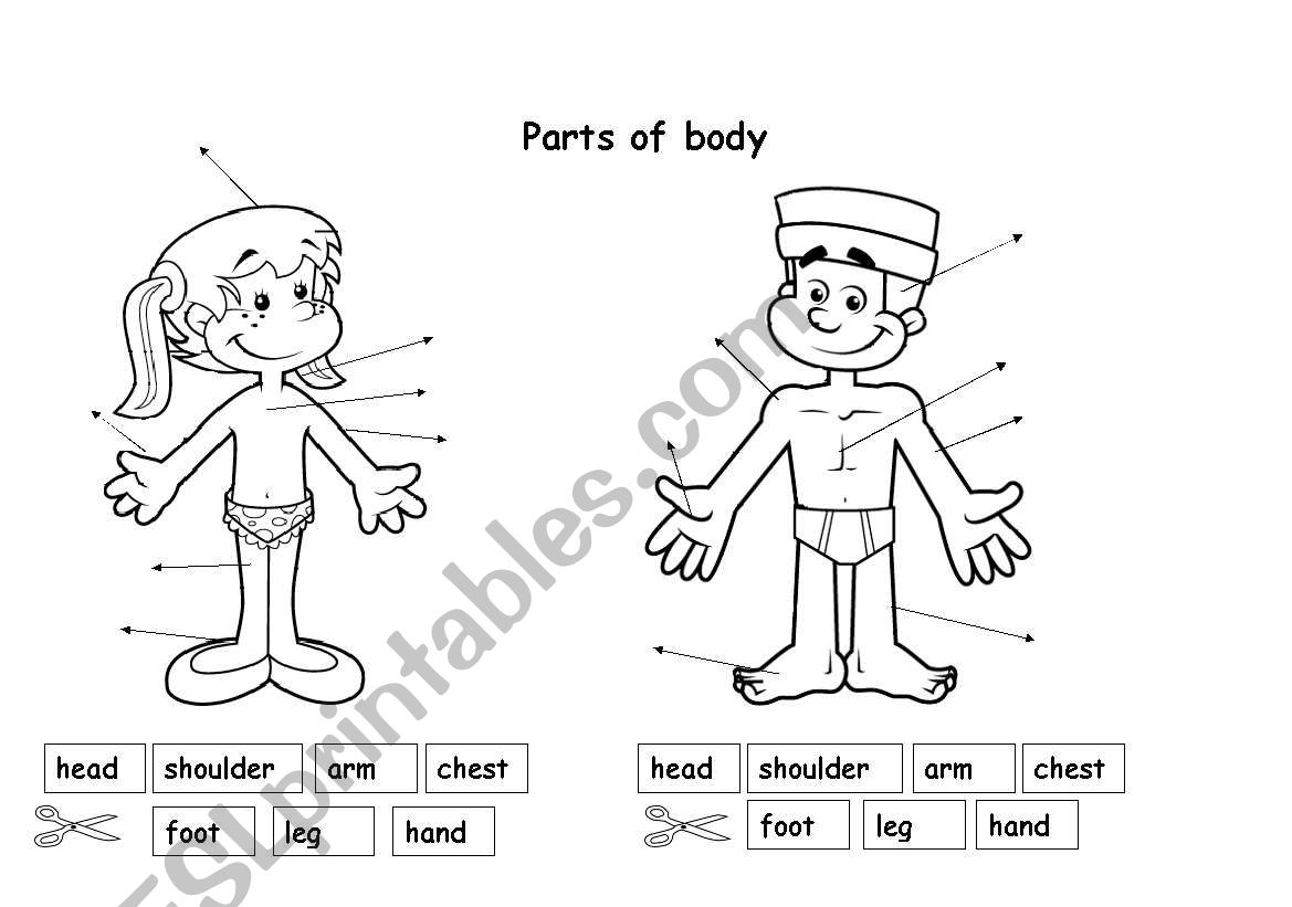 Parts of body worksheet