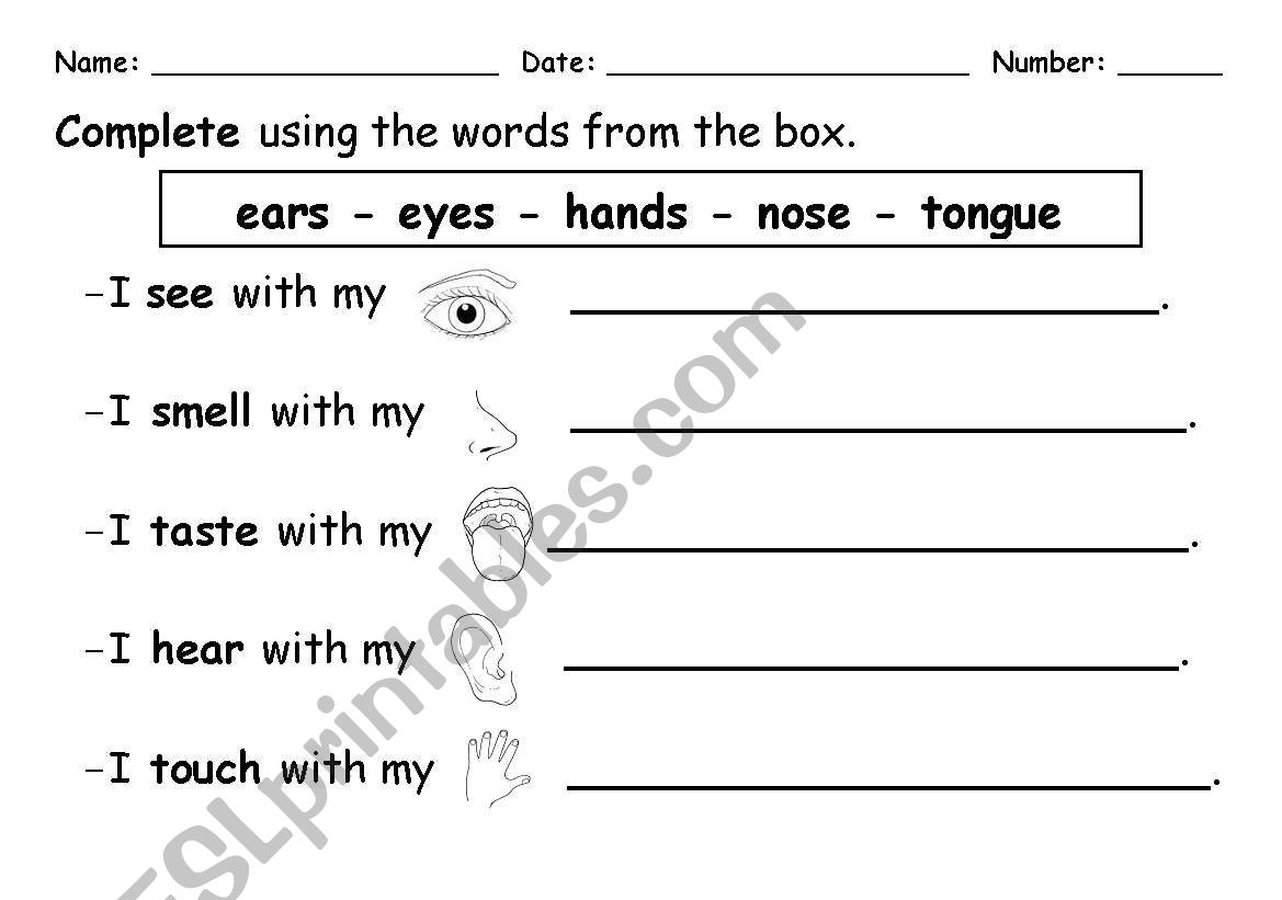 The five senses worksheet