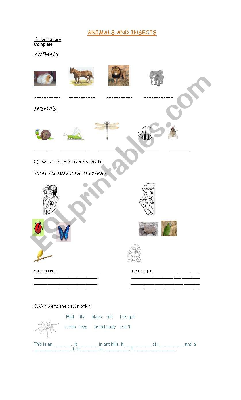 Animals and insects worksheet