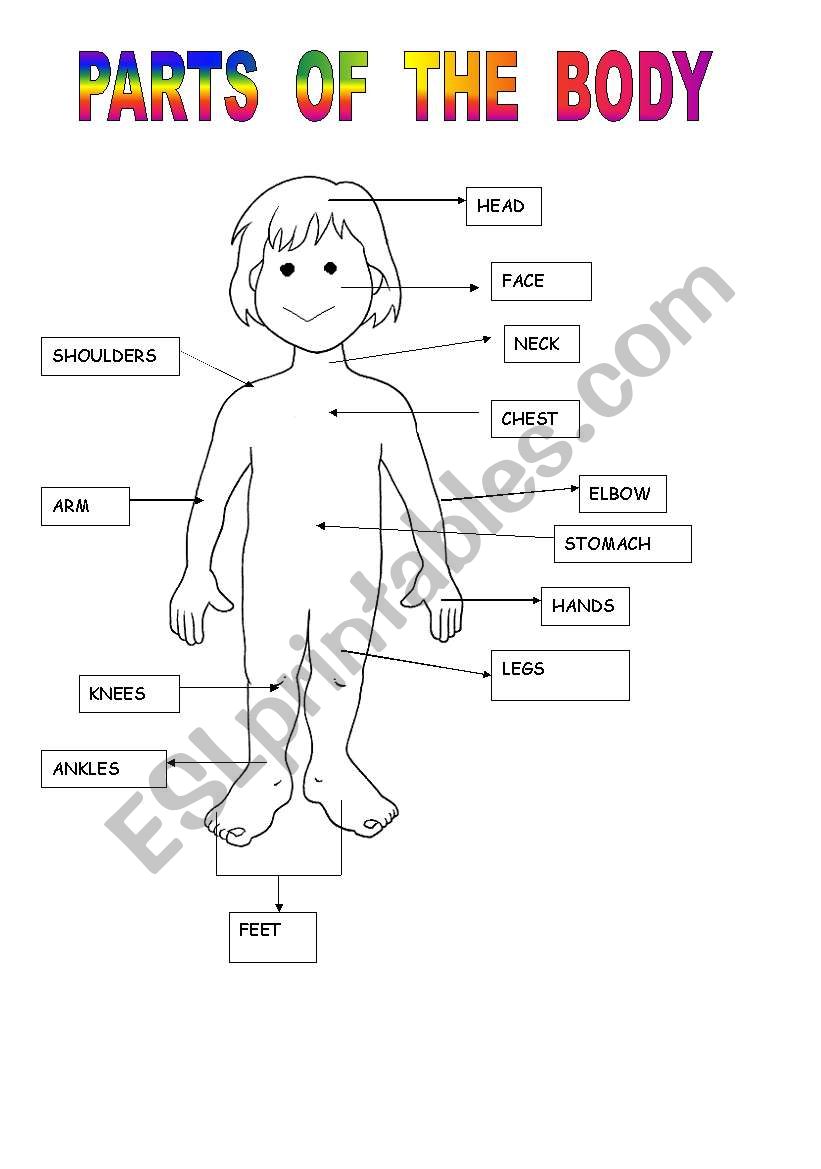 PARTS  OF THE BODY worksheet