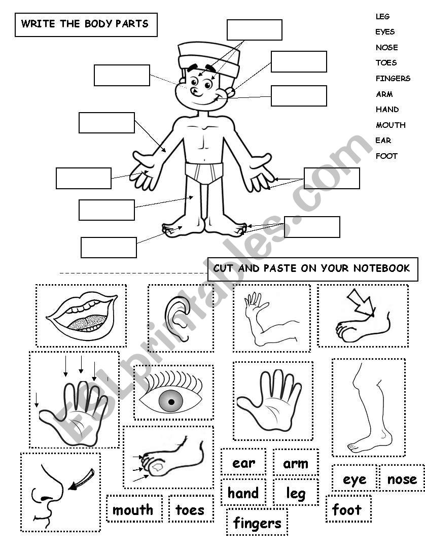 BODY PARTS worksheet