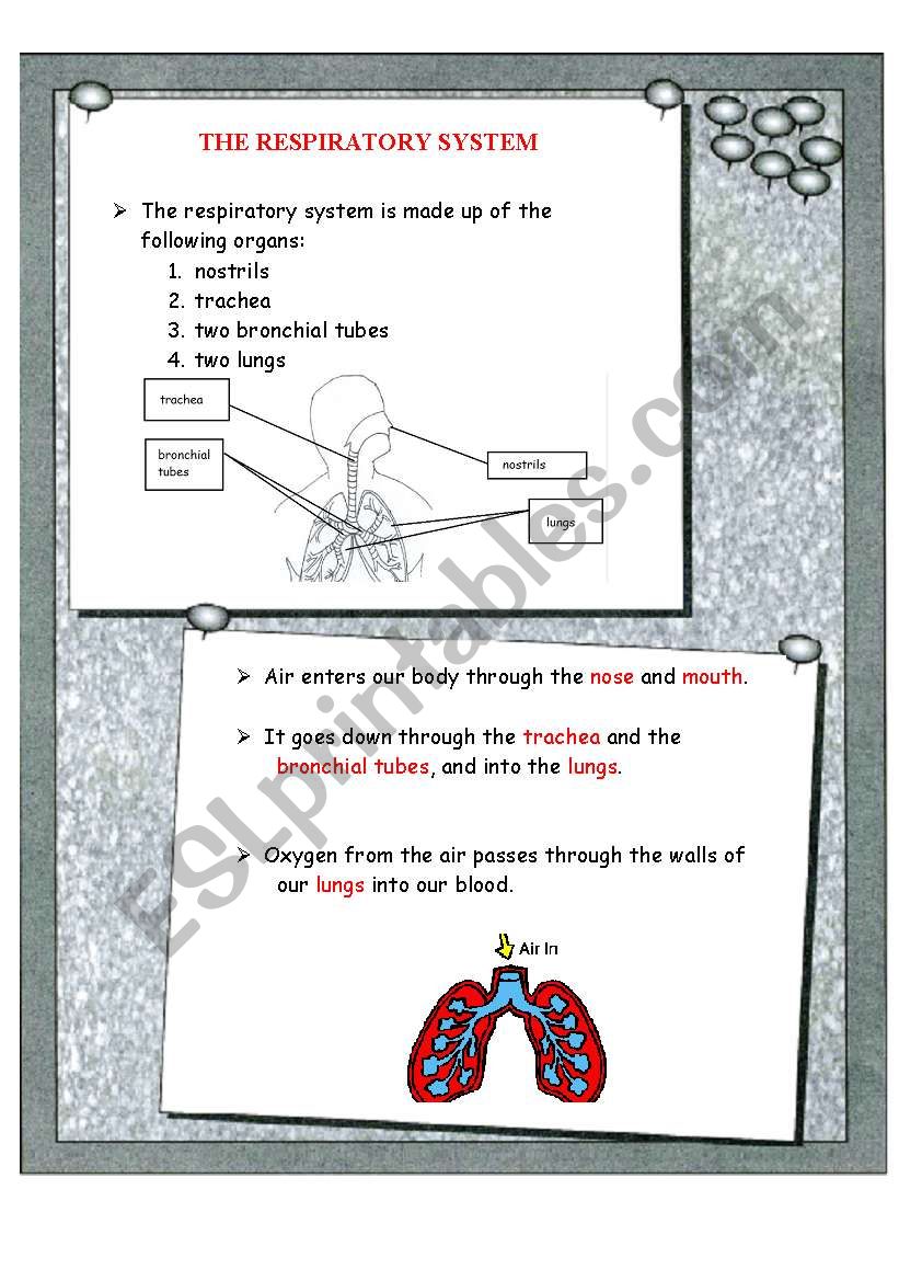The respiratory system worksheet