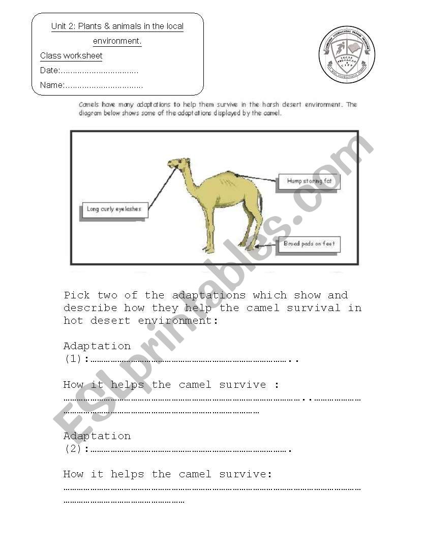 camel adaptation worksheet