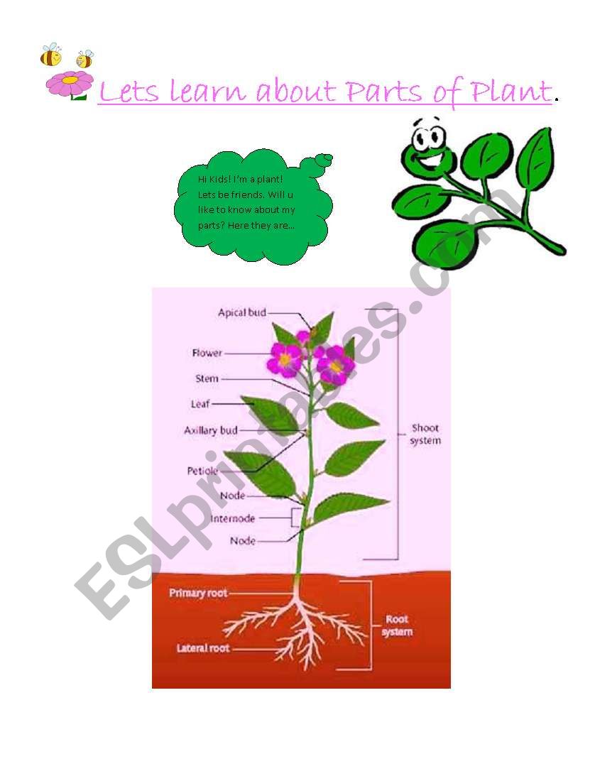 Learning Parts of Plant worksheet